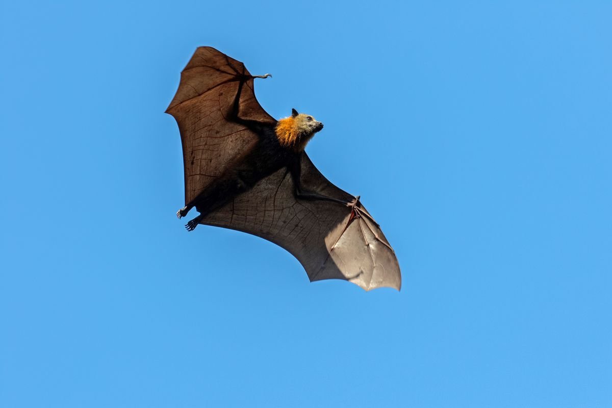 Bats Live